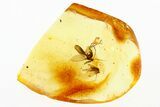 Detailed Fossil Fly and Fungus Gnat in Baltic Amber #288533-1